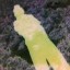Appleman1234's user avatar